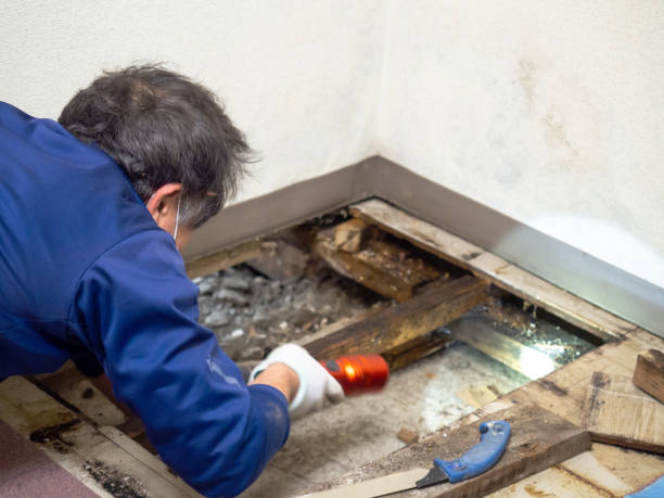 Home Mold Removal in Erath, LA