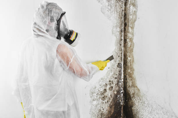 Trusted Erath, LA Mold Removal Experts