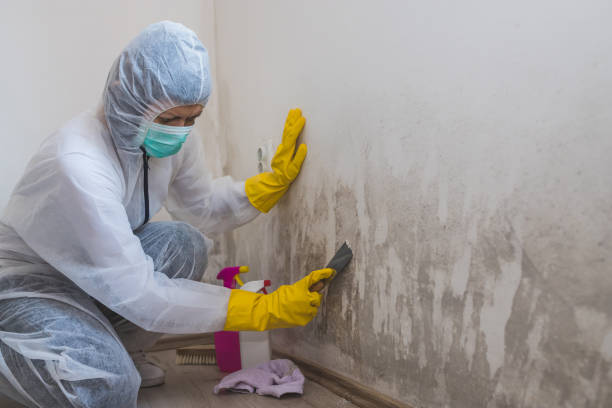 Best Mold Inspection  in Erath, LA