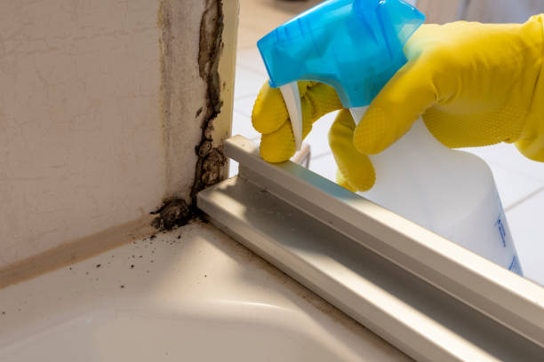 Mold Removal and Inspection in Erath, LA