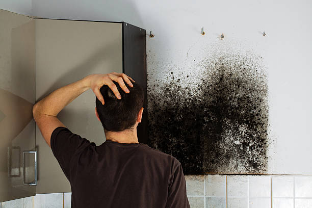 Best Local Mold Removal Service  in Erath, LA